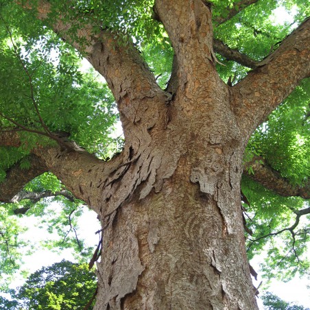Japanese zelkova - Zelkova Serrata