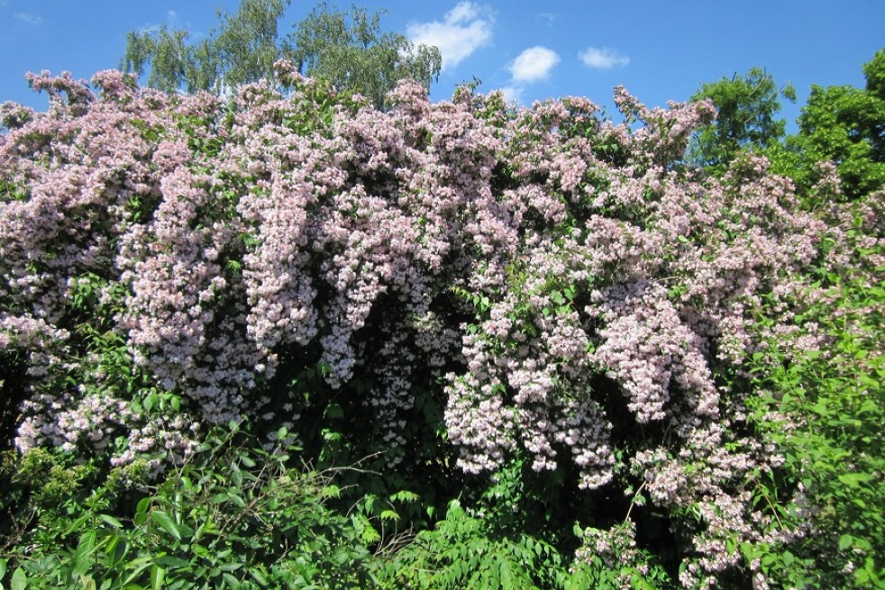 Kolkwitzia amabilis - AnRo0002, CC0, via Wikimedia Commons