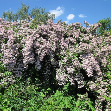 Kolkwitzia amabilis - AnRo0002, CC0, via Wikimedia Commons