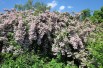 Kolkwitzia amabilis - AnRo0002, CC0, via Wikimedia Commons