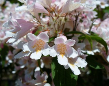 Kolkwitzia amabilis - Neelix at English Wikipedia, Public domain, via Wikimedia Commons