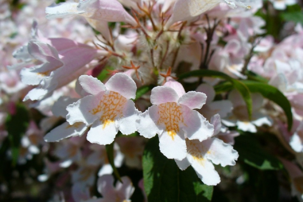 Kolkwitzia amabilis - Neelix at English Wikipedia, Public domain, via Wikimedia Commons Kolkwitzia amabilis - Neelix at English Wikipedia, Public domain, via Wikimedia Commons