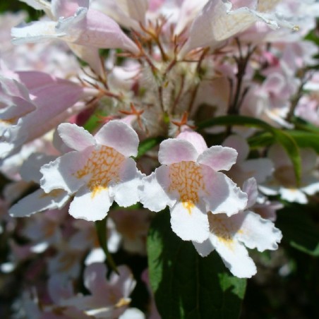 Kolkwitzia amabilis - Neelix at English Wikipedia, Public domain, via Wikimedia Commons