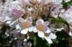 Kolkwitzia amabilis - Neelix at English Wikipedia, Public domain, via Wikimedia Commons