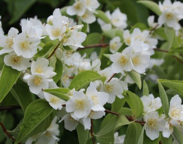Gartenjasmin Lemoinei