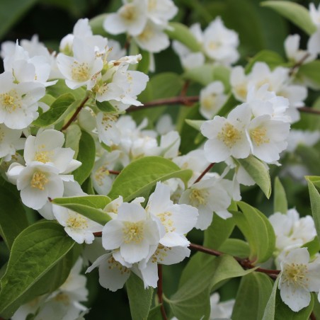 Boerenjasmijn Lemoinei - Philadelphus Lemoinei