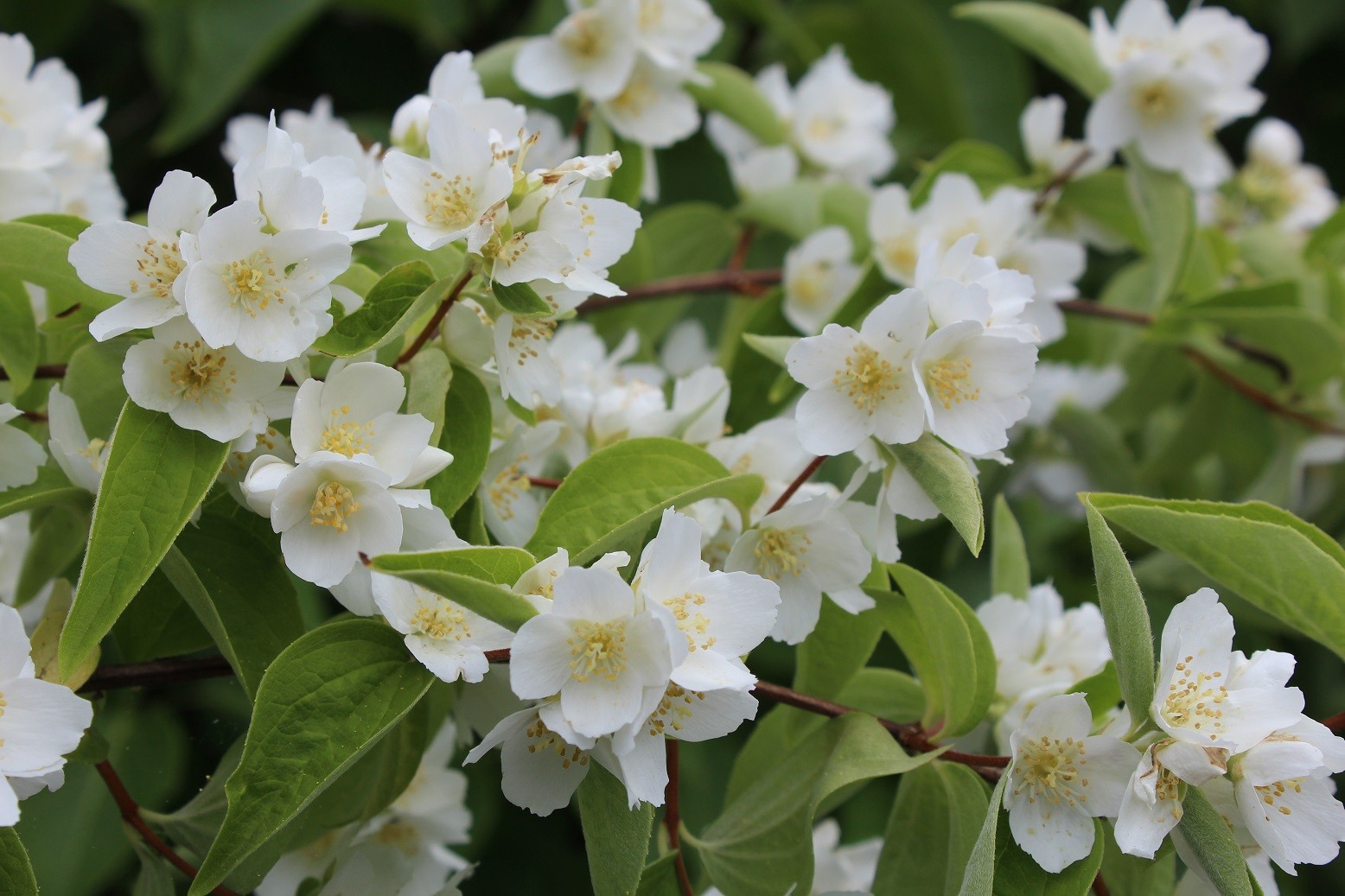 Lemoinei Mock Orange