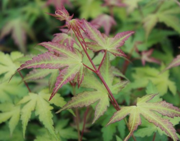 Acer Palmatum Katsura - Jardins du Monde.be
