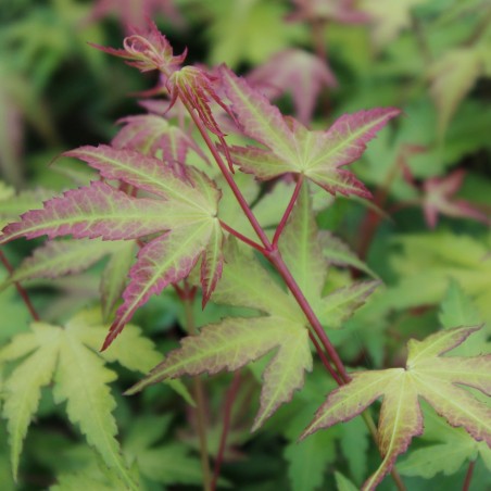 Acer Palmatum Katsura - Jardins du Monde.be