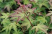 Acer Palmatum Katsura - Jardins du Monde.be