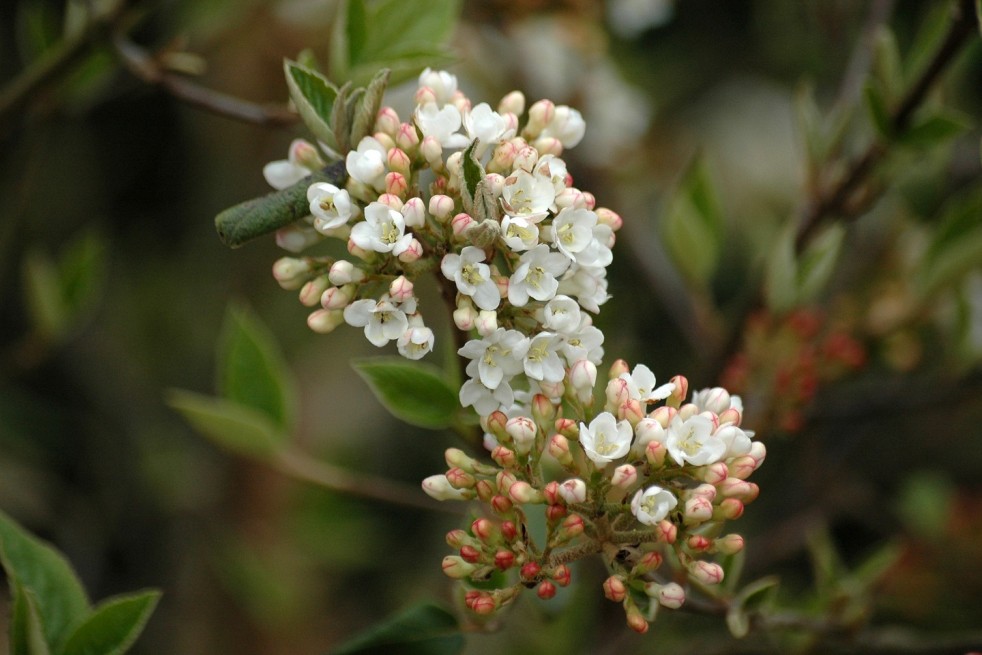 Burkwood viburnum - Viburnum burkwoodii