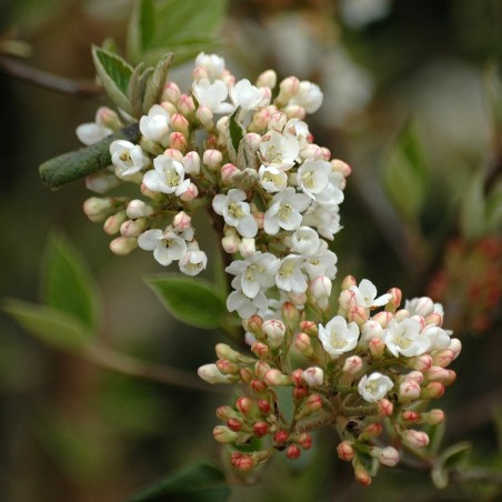 Viburnum burkwoodii - Jardins du Monde.be