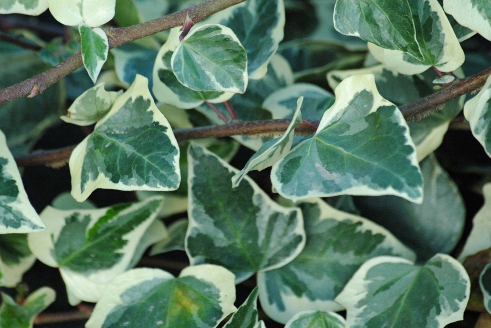 Hedera canariensis Gloire de marengo - Jardins du Monde.be