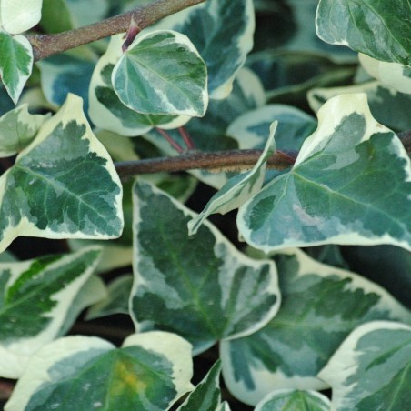 Hedera canariensis Gloire de marengo - Jardins du Monde.be