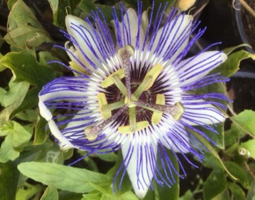 Fleur de la Passion - Passiflora Purple Haze - Jardins du Monde.be