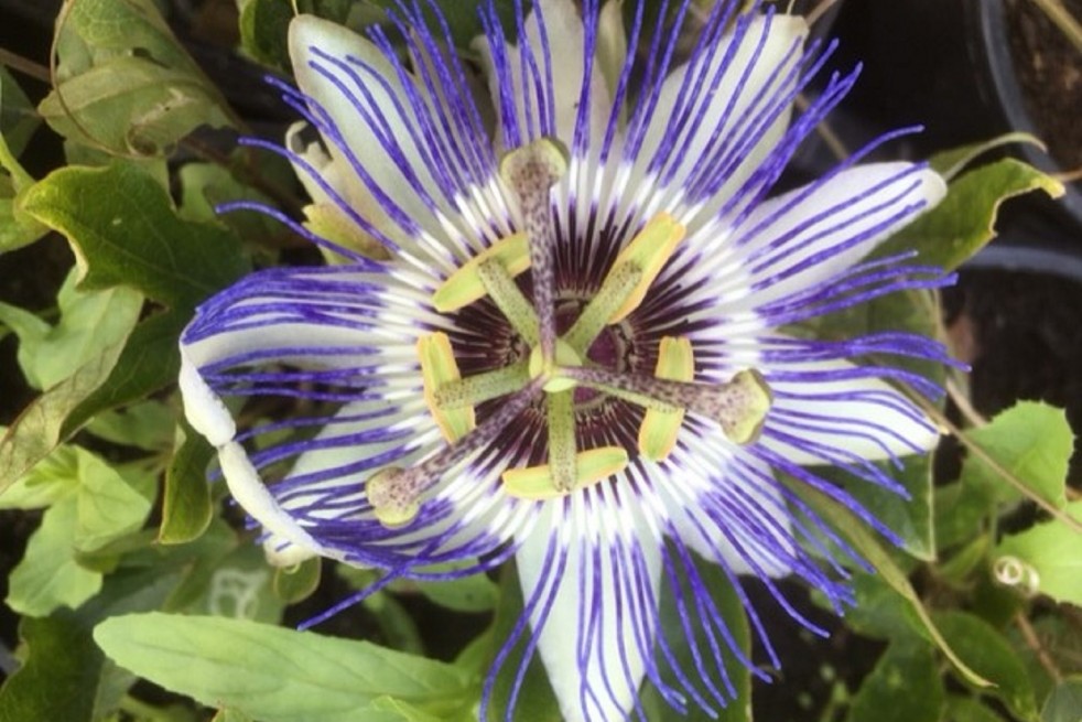 Fleur de la Passion - Passiflora Purple Haze - Jardins du Monde.be Fleur de la Passion - Passiflora Purple Haze - Jardins du Monde.be