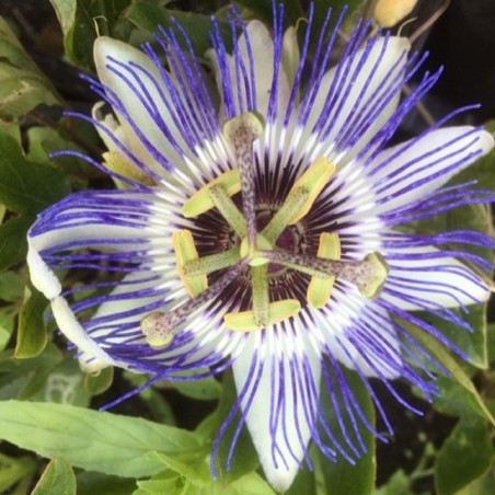 Fleur de la Passion - Passiflora Purple Haze - Jardins du Monde.be