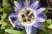 Fleur de la Passion - Passiflora Purple Haze - Jardins du Monde.be