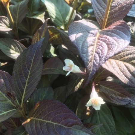 Weigelie Ebony and Ivory® Weigela florida Ebony and Ivory®