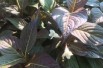 Weigela florida Ebony and Ivory® - Jardins du Monde.be