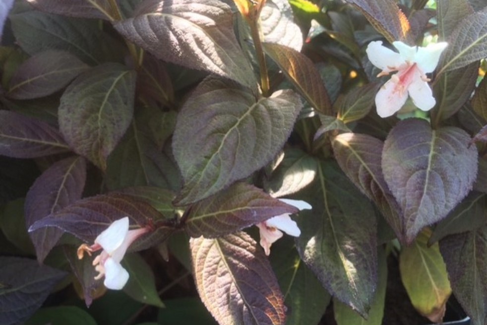 Weigela florida Ebony and Ivory® - Jardins du Monde.be