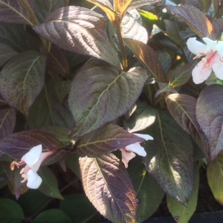 Weigelie Ebony and Ivory® Weigela florida Ebony and Ivory®