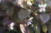 Weigela florida Ebony and Ivory® - Jardins du Monde.be