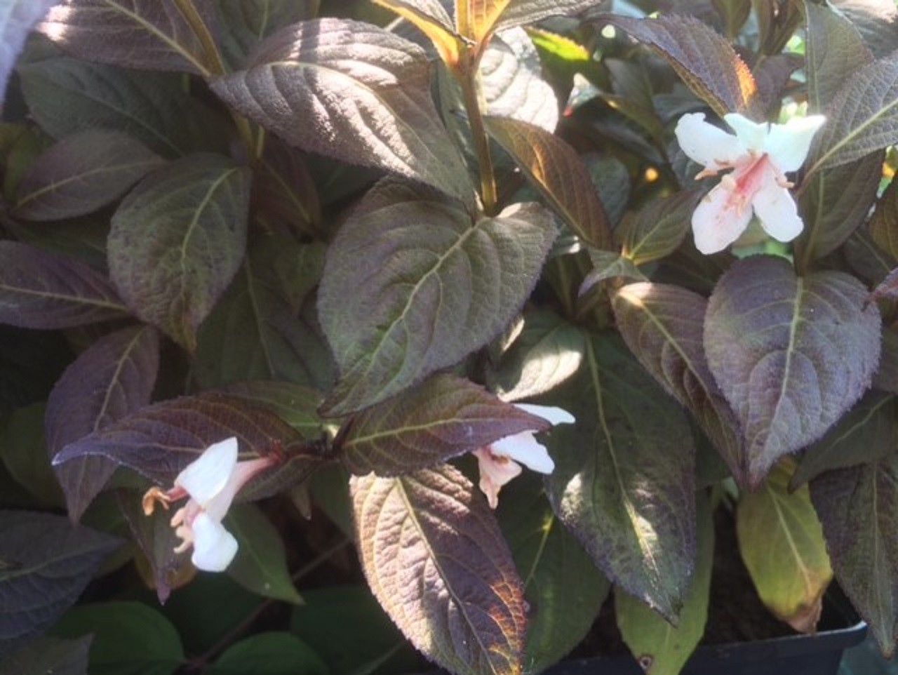Weigelia Ebony and Ivory