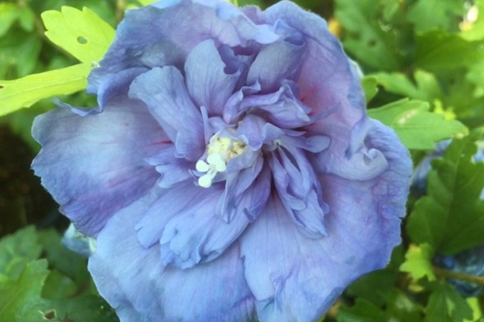 Hibiscus Blue Chiffon - Jardins du Monde.be
