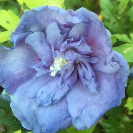 Hibiscus Blue Chiffon - Jardins du Monde.be