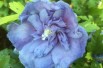 Hibiscus Blue Chiffon - Jardins du Monde.be