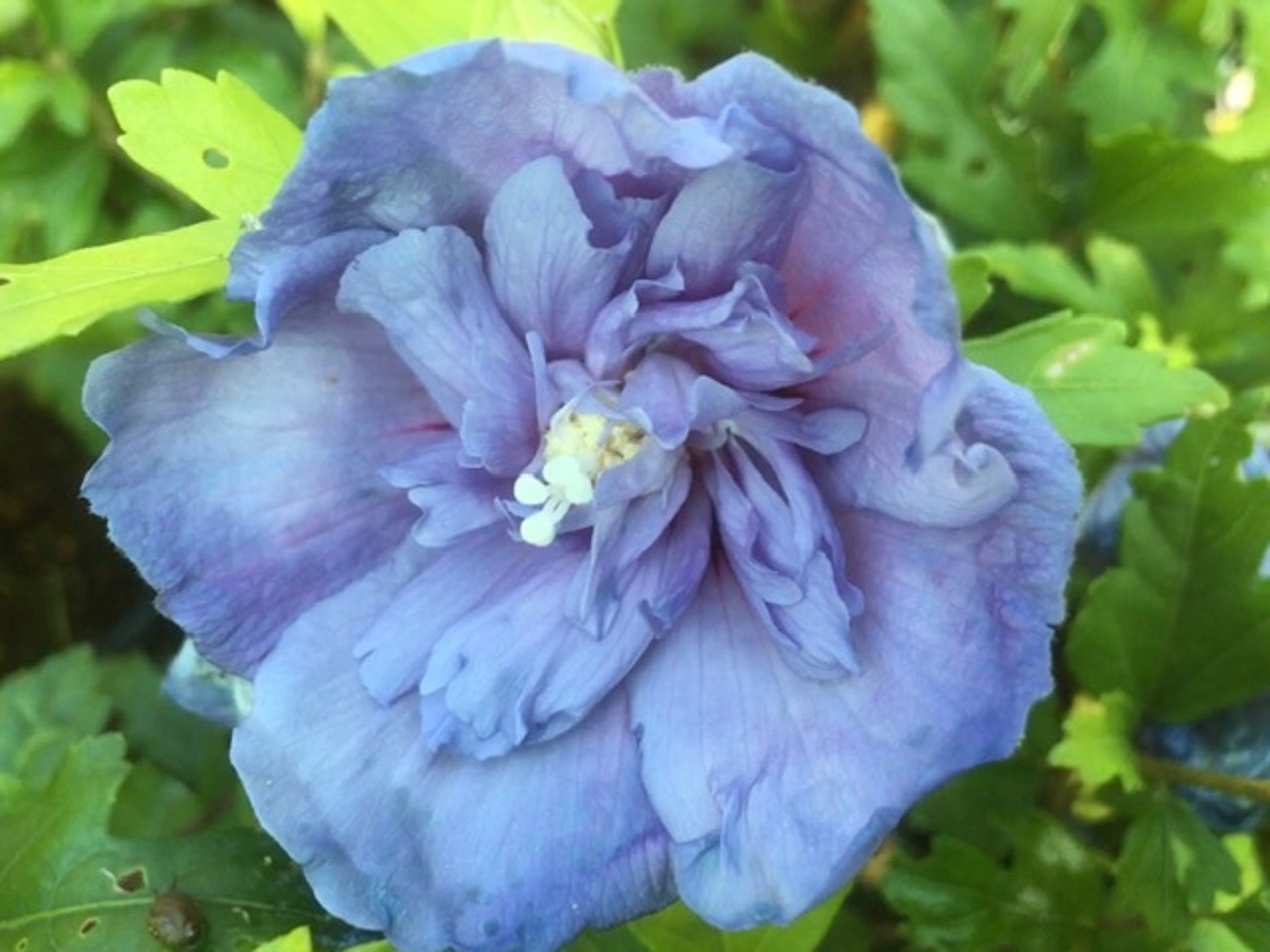Rose mallow Blue Chiffon
