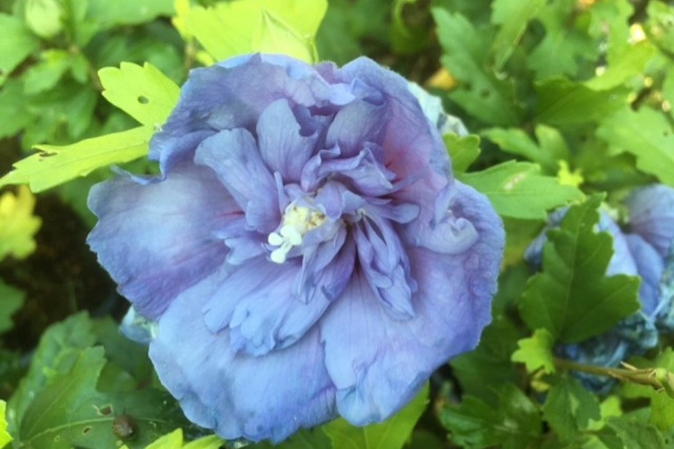 Hibiscus Blue Chiffon - Jardins du Monde.be