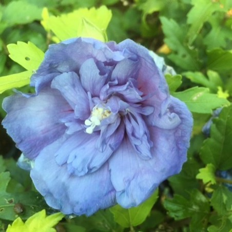 Garteneibisch Blue Chiffon - Hibiscus syriacus Blue Chiffon