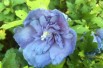 Hibiscus Blue Chiffon - Jardins du Monde.be