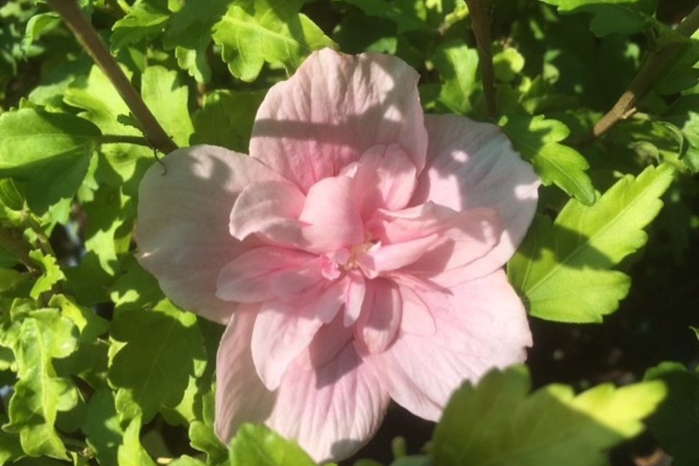 Hibiscus Pink Chiffon - Jardins du Monde.be