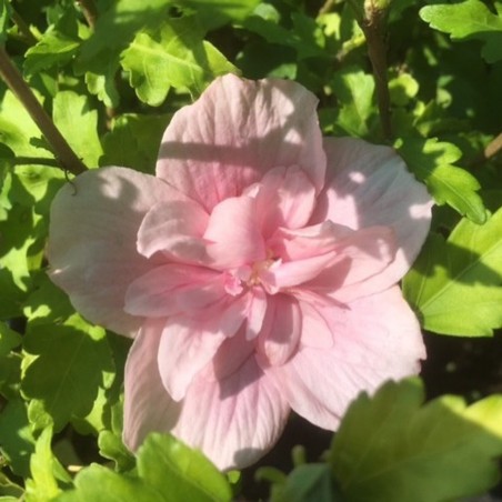 Hibiscus Pink Chiffon - Jardins du Monde.be