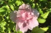 Hibiscus Pink Chiffon - Jardins du Monde.be Hibiscus Pink Chiffon - Jardins du Monde.be