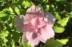 Hibiscus Pink Chiffon - Jardins du Monde.be
