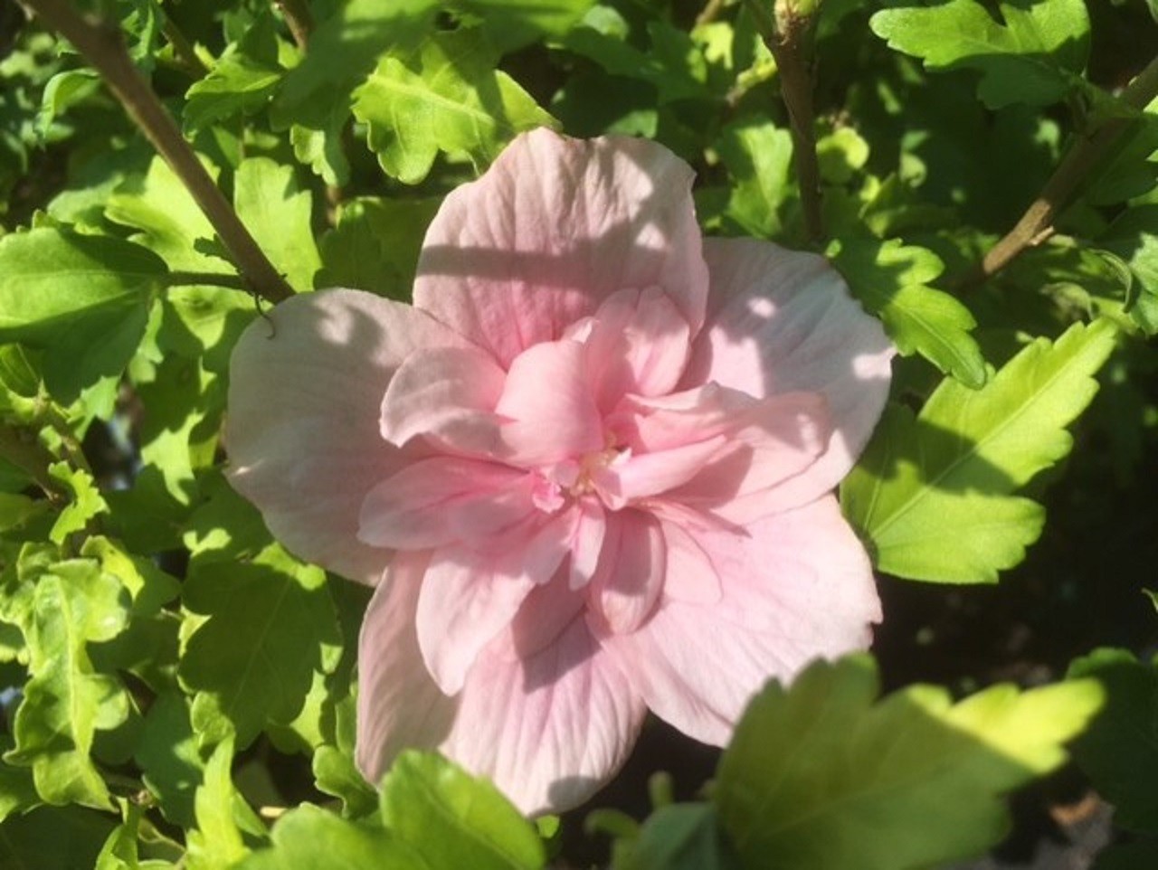 Rose mallow Pink Chiffon