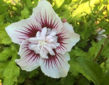 Hibiscus Starburst Chiffon - Jardins du Monde.be