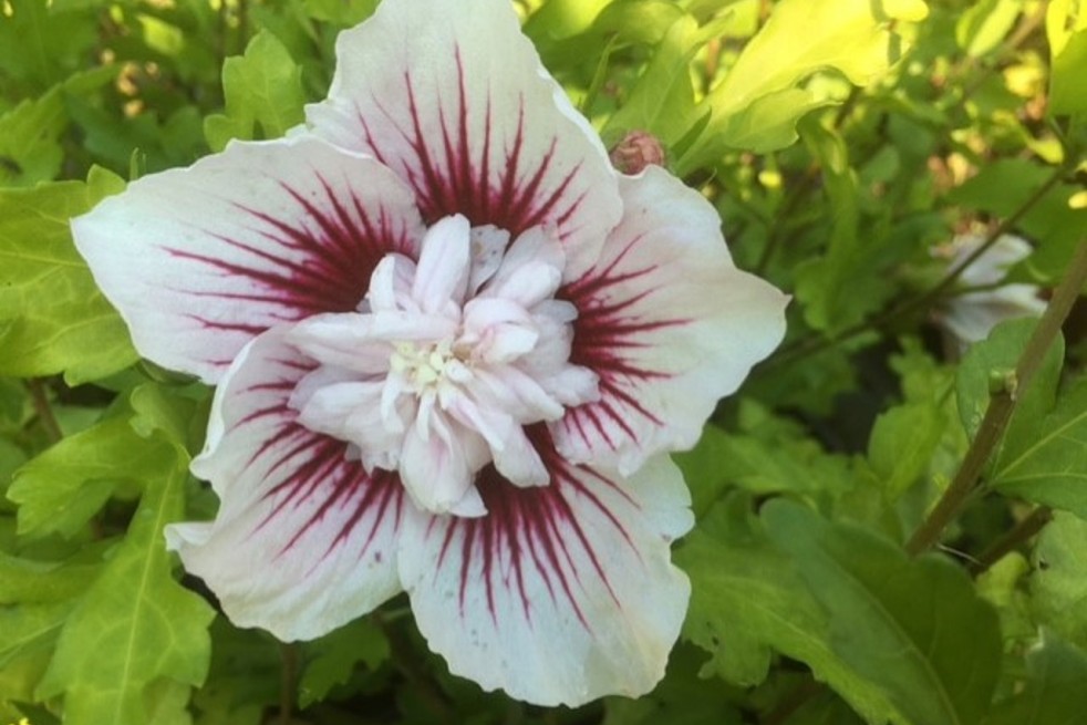 Hibiscus Starburst Chiffon - Jardins du Monde.be