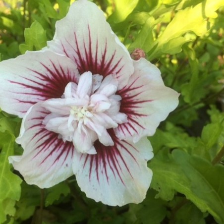Hibiscus Starburst Chiffon - Jardins du Monde.be
