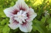 Hibiscus Starburst Chiffon - Jardins du Monde.be