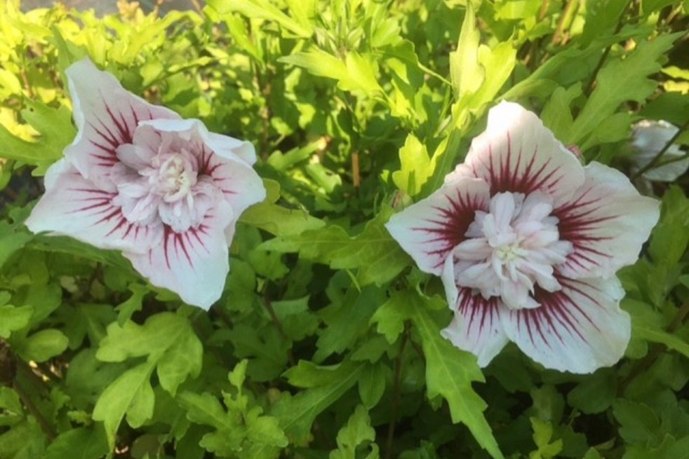 Hibiscus Starburst Chiffon - Jardins du Monde.be