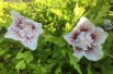 Hibiscus Starburst Chiffon - Jardins du Monde.be