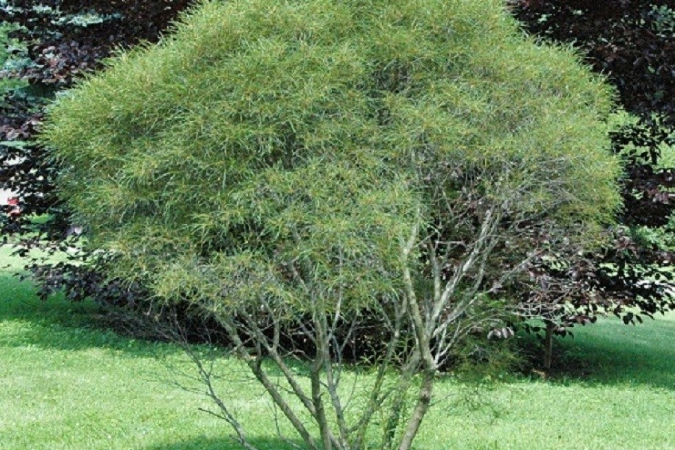 Rhamnus frangula Asplenifolia - James St. John, CC BY 2.0 via Wikimedia Commons