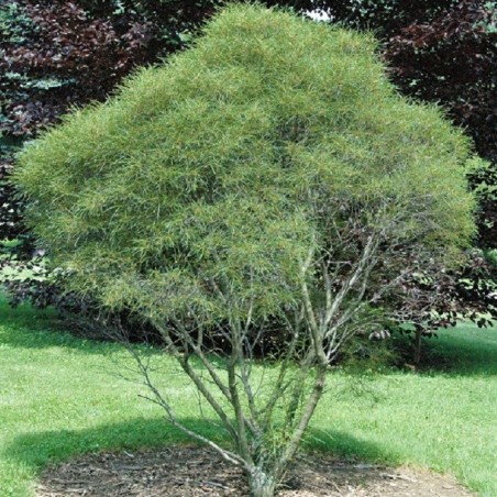 Farnblättriger Faulbaum 'Asplenifolia' - Rhamnus frangula Asplenifolia