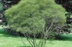 Rhamnus frangula Asplenifolia - James St. John, CC BY 2.0 via Wikimedia Commons