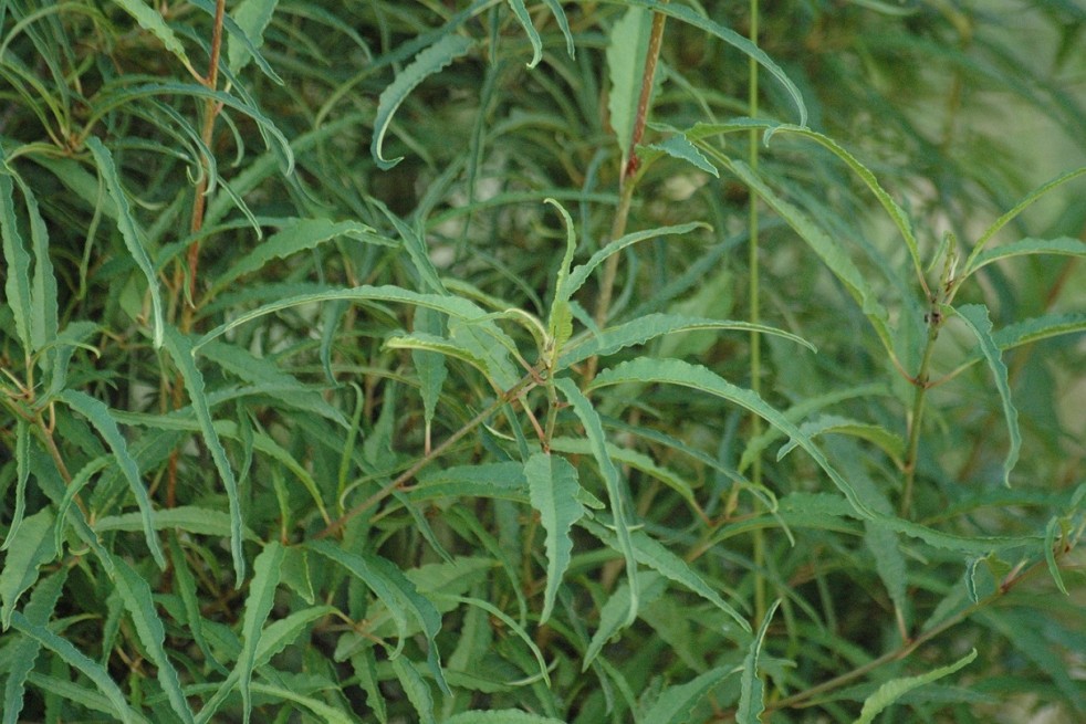 Rhamnus frangula Asplenifolia - Jardins du Monde.be